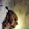 Vespertillon de Brand (Myotis brandii)