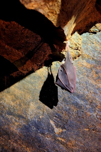 Grand rhinolophe ( Rhinolophus ferumequinum)