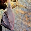 Grand rhinolophe ( Rhinolophus ferumequinum)