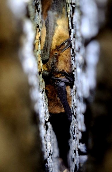 Pipistrelle (pipistrellus sp)