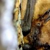 Pipistrelle (pipistrellus sp)