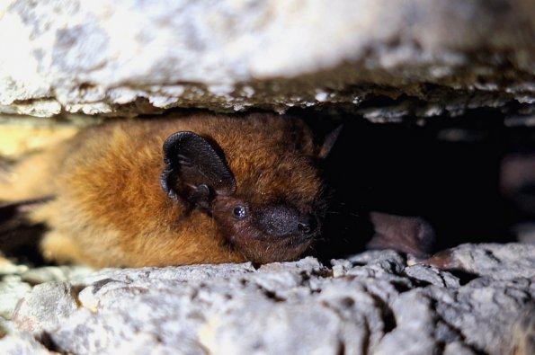 Pipistrelle sp (Pipistrellus sp)