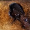 Pipistrelle sp (Pipistrellus sp)