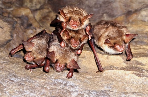 Grand murin (Myotis myotis)