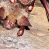 Grand murin (Myotis myotis)