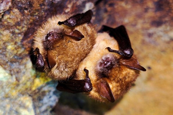 Vespertillon à oreilles échancrées (Myotis emarginatus)