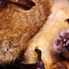 Vespertillon à oreilles échancrées (Myotis emarginatus)