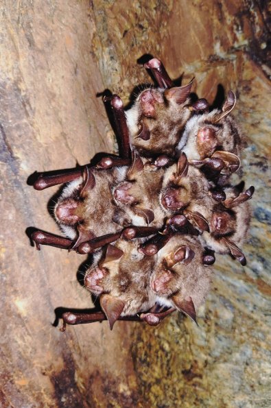Grand murin (Myotis myotis)