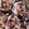 Grand murin (Myotis myotis)