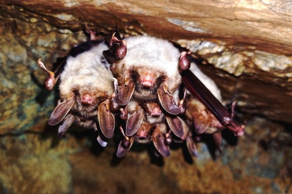 Grand murin (Myotis myotis)