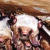 Grand murin (Myotis myotis)