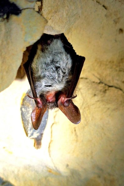 Vespertillon de Bechstein (Myotis bechsteini)