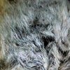 Vespertillon de Bechstein (Myotis bechsteini)