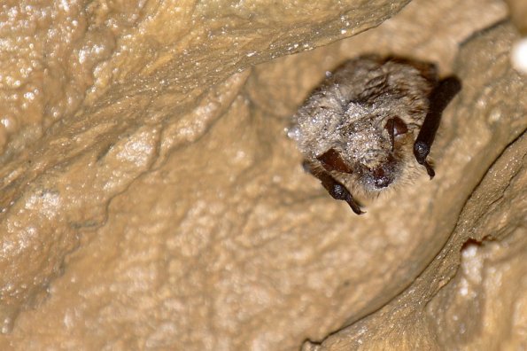 Vespertilion à oreilles échancrée (Myotis emarginatus)