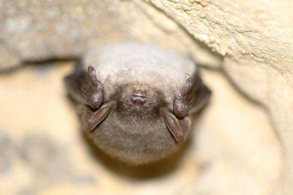 Vespertilion des marais (Myotis dasicneme)