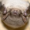 Vespertilion des marais (Myotis dasicneme)