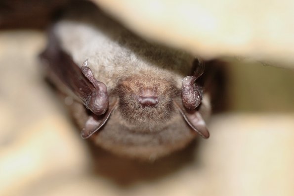 Vespertilion des marais (Myotis dasicneme)