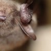 Vespertilion des marais (Myotis dasicneme)