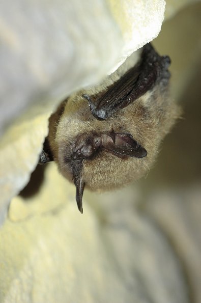 Vespertillon a moustaches (Myotis mystacinus)