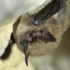 Vespertillon a moustaches (Myotis mystacinus)