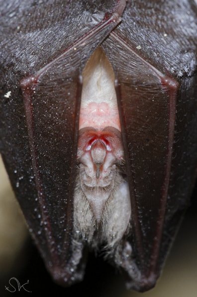 Petit rhinolophe (Rhinolophus hipposideros)