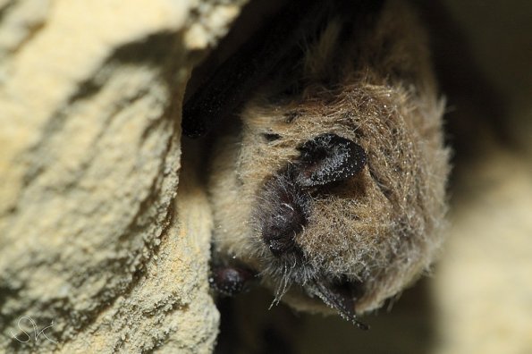 Vespertilion a moustaches (Myotis mystacinus)