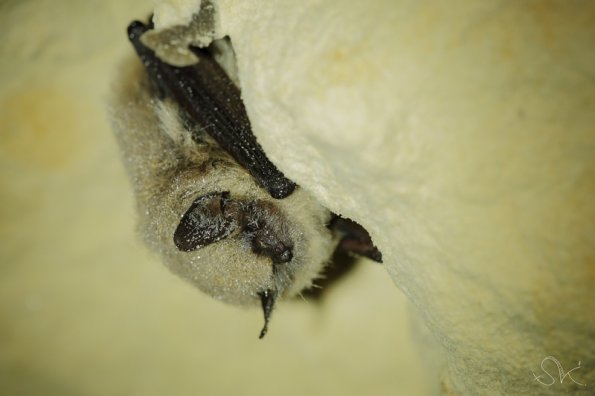 Vespertilion a moustaches (Myotis mystacinus)