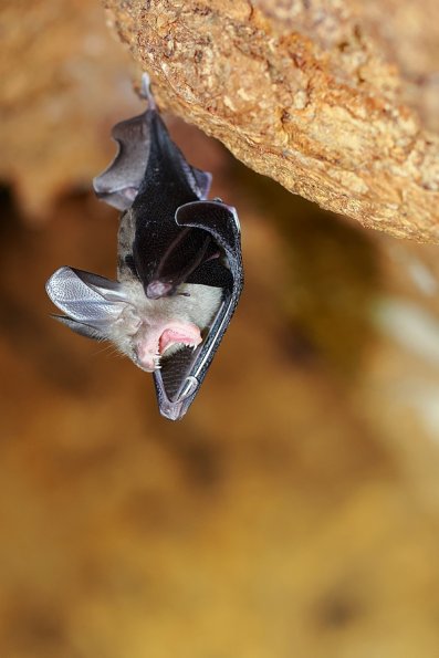 Grand nyctère (Nycteris grandis)