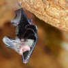 Grand nyctère (Nycteris grandis)