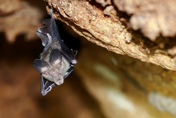 Grand nyctère (Nycteris grandis)