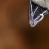 Grand nyctère (Nycteris grandis)