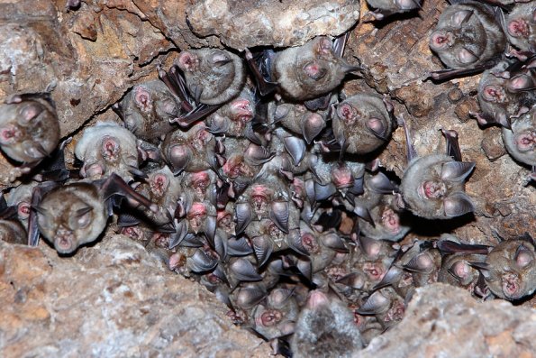 Rhinolophus Fumigatus