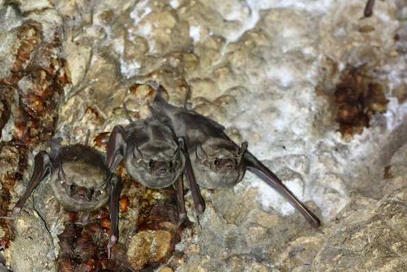  Taphien perforé (Taphozous perforatus)