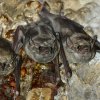  Taphien perforé (Taphozous perforatus)