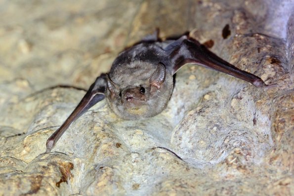  Taphien perforé (Taphozous perforatus)