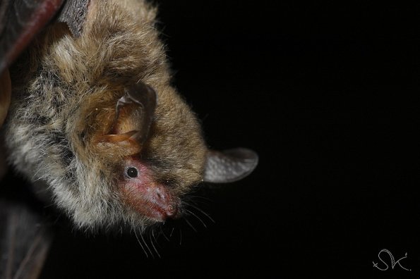 Vespertilion de Natterer (Myotis Nattereri)