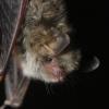 Vespertilion de Natterer (Myotis Nattereri)