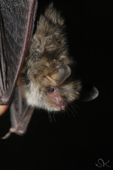 Vespertilion de Natterer (Myotis Nattereri)