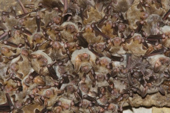 Grand Murin (Myotis myotis)