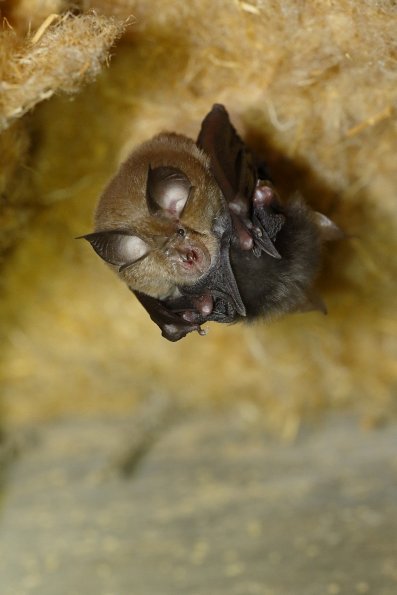 Grand rhinolophe (Rhinolophus ferumequinum)