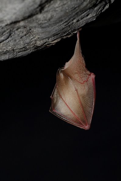 Petit rhinolophe (Rhinolophus hipposideros)
