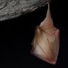 Petit rhinolophe (Rhinolophus hipposideros)