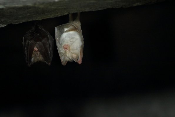 Petit rhinolophe (Rhinolophus hipposideros)