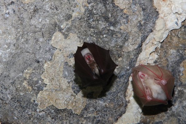 Petit rhinolophe (Rhinolophus hipposideros)