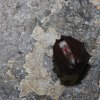 Petit rhinolophe (Rhinolophus hipposideros)