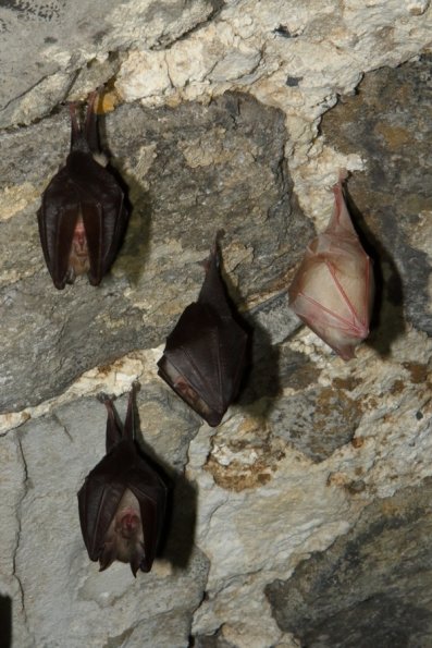 Petit rhinolophe (Rhinolophus hipposideros)