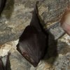 Petit rhinolophe (Rhinolophus hipposideros)