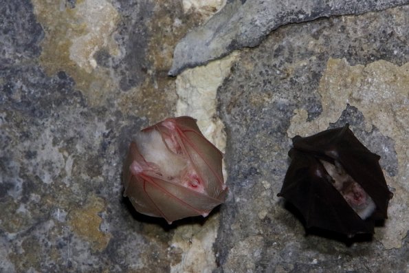 Petit rhinolophe (Rhinolophus hipposideros)