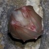 Petit rhinolophe (Rhinolophus hipposideros)