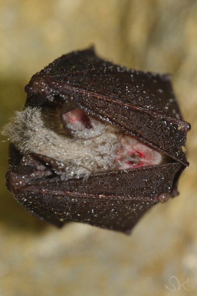 Petit rhinolophe (Rhinolophus hipposideros)